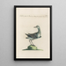 Ornithologia methodice digesta Pl438 - Saverio Manetti — gerahmtes Bild an der Wand
