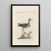 Ornithologia methodice digesta Pl439 - Saverio Manetti — gerahmtes Bild an der Wand