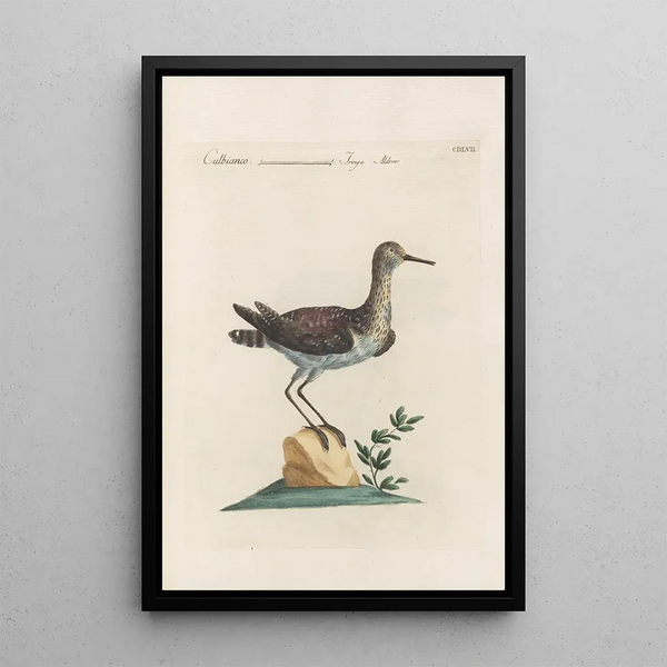Ornithologia methodice digesta Pl439 - Saverio Manetti — gerahmtes Bild an der Wand