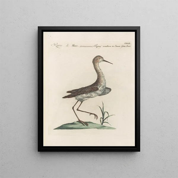 Saverio Manetti - Ornithologia methodice digesta Pl441.webp