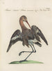 Ornithologia methodice digesta Pl444 - Saverio Manetti — Ansicht des Kunstwerks