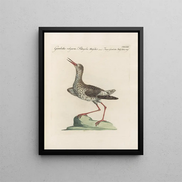 L'ornithologie a méthodiquement digéré Pl445 - Saverio Manetti — gerahmtes Bild an der Wand