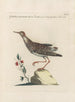 Ornithologia methodice digesta Pl447 - Saverio Manetti — Ansicht des Kunstwerks