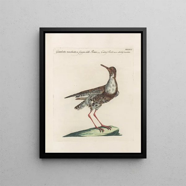 L'ornithologie a méthodiquement digéré Pl449 - Saverio Manetti — gerahmtes Bild an der Wand