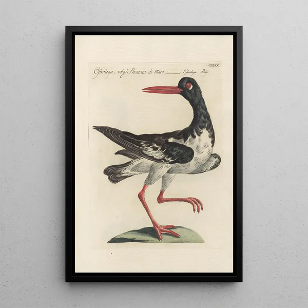 Ornithologia methodice digesta Pl453 - Saverio Manetti — gerahmtes Bild an der Wand