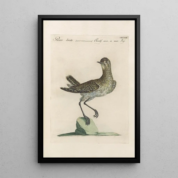 Ornithologia methodice digesta Pl455 - Saverio Manetti — gerahmtes Bild an der Wand
