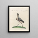 Ornithologie methodisch verdaut Pl460 - Saverio Manetti — gerahmtes Bild an der Wand