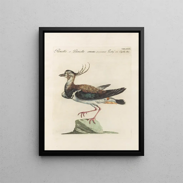 L'ornithologie a méthodiquement digéré Pl461 - Saverio Manetti — gerahmtes Bild an der Wand