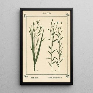 Sebastian Kneipp - Plantatlas to My watercure Pl05.webp