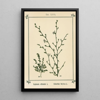 Sebastian Kneipp - Plantatlas to My watercure Pl06.webp
