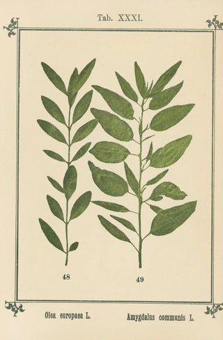 Sebastian Kneipp - Plantatlas to My watercure Pl11.webp