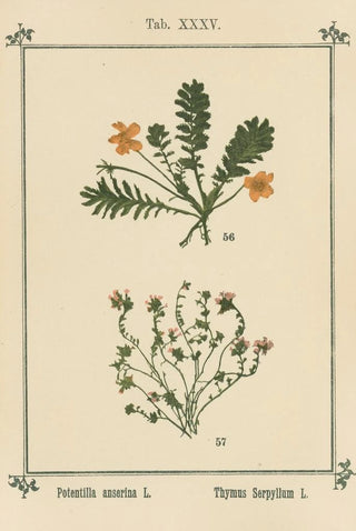 Sebastian Kneipp - Plantatlas to My watercure Pl15.webp