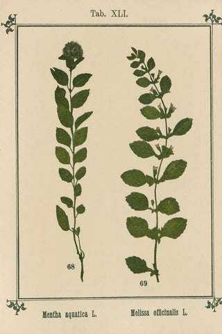 Sebastian Kneipp - Plantatlas to My watercure Pl20.webp