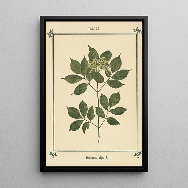 Sebastian Kneipp - Plantatlas to My watercure Pl26.webp