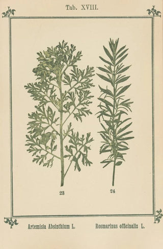 Sebastian Kneipp - Plantatlas to My watercure Pl37.webp