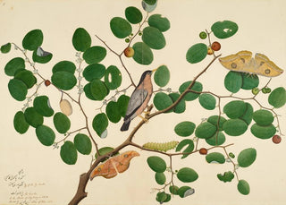 Sheikh Zain alDin - Brahminy Starling with Two Antheraea Moths Caterpillar and Cocoon on Indian Jujube Tree.webp