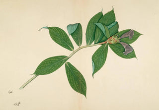 Sheikh Zain alDin - Crepe Ginger Plant.webp
