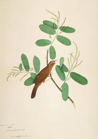 Sheikh Zain alDin - Hwamei on Terminalia Branch.webp