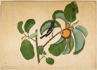 Sheikh Zain alDin - Oriental Magpie Robin with Katydid and Leaf Hopper on Monkey Jack Branch.webp