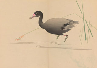 Shibata Zeshin - Zeshin iboku tairyukyo gafu Pl07.webp