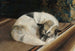 Hund ruhend - Sigrid Granfelt — Ansicht des Kunstwerks