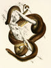 Bucephalus capensis - Sir Andrew Smith — Ansicht des Kunstwerks
