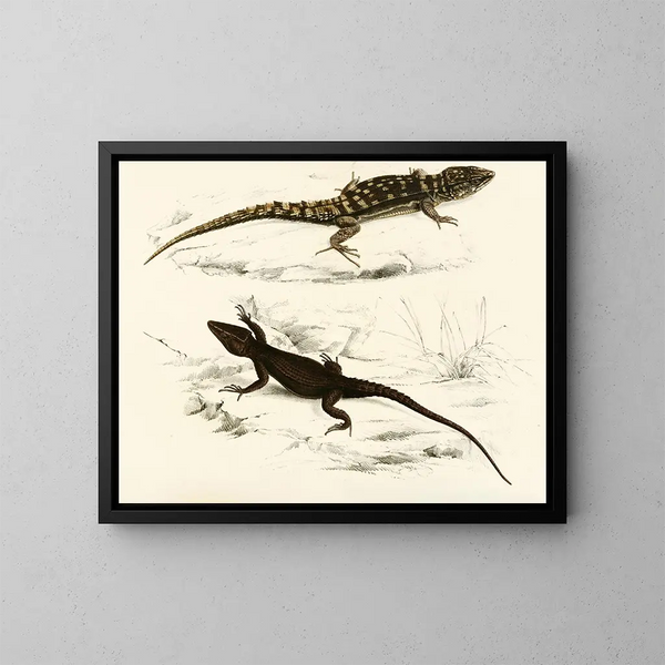 Cordyle fascié Cordyle de Capdenais - Sir Andrew Smith — gerahmtes Bild an der Wand