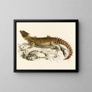 Sir Andrew Smith - Cordylus Giganteus.webp