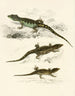 Cordylus microlepidotus männlich weiblich jung - Sir Andrew Smith — Ansicht des Kunstwerks