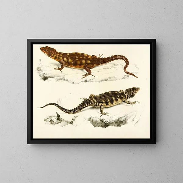 Cordyle à petites écailles - Sir Andrew Smith — gerahmtes Bild an der Wand