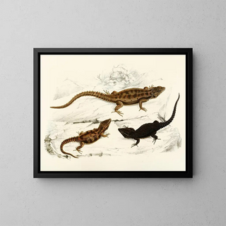 Sir Andrew Smith - Cordylus Polyzonus Cordylus Griseus var.webp