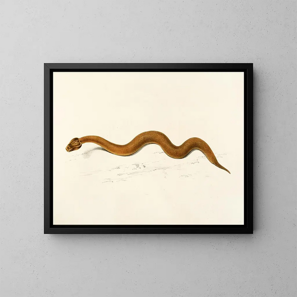 Enchida inornata - Sir Andrew Smith — gerahmtes Bild an der Wand