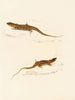 Eremias knoxii Eremias lineo-ocellata - Sir Andrew Smith — Ansicht des Kunstwerks