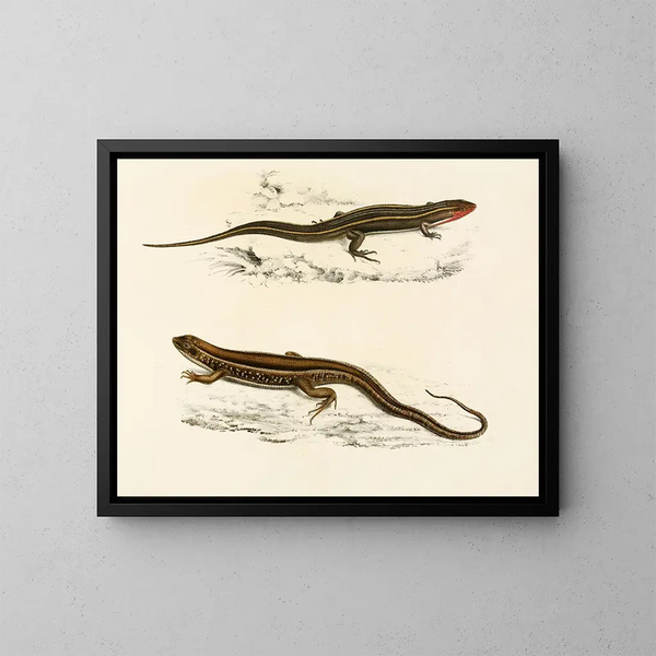 Gerrhosaurus bibroni Gerrhosaurus typicus - Sir Andrew Smith — gerahmtes Bild an der Wand