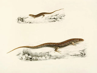 Sir Andrew Smith - Gerrhosaurus Flavigularis Adult Young.webp