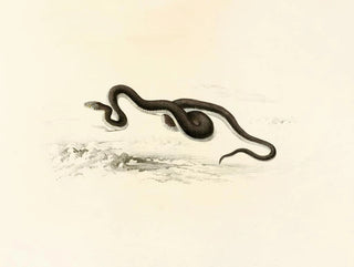Lycodon capensis - Sir Andrew Smith — Ansicht des Kunstwerks