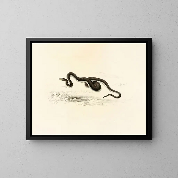 Lycodon capensis - Sir Andrew Smith — gerahmtes Bild an der Wand