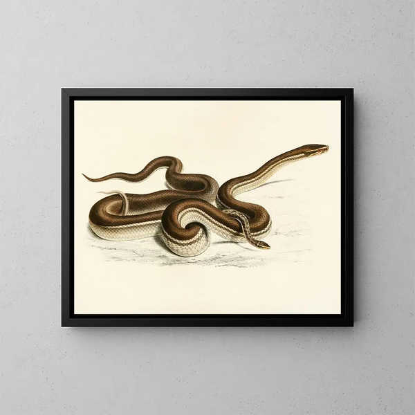 Lycodon geometrisch - Sir Andrew Smith — gerahmtes Bild an der Wand