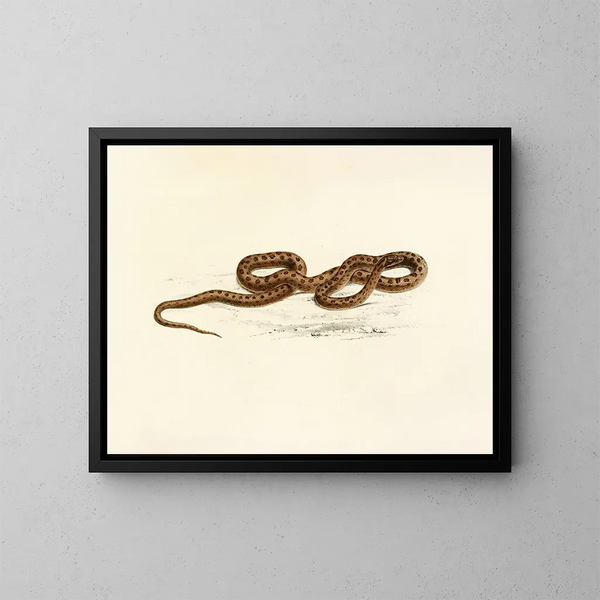 Lycodon guttatus - Sir Andrew Smith — gerahmtes Bild an der Wand