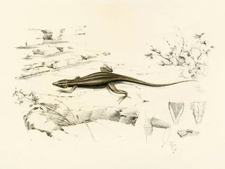 Platysaurus capensis - Sir Andrew Smith — Ansicht des Kunstwerks