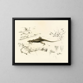 Platysaurus capensis - Sir Andrew Smith — gerahmtes Bild an der Wand