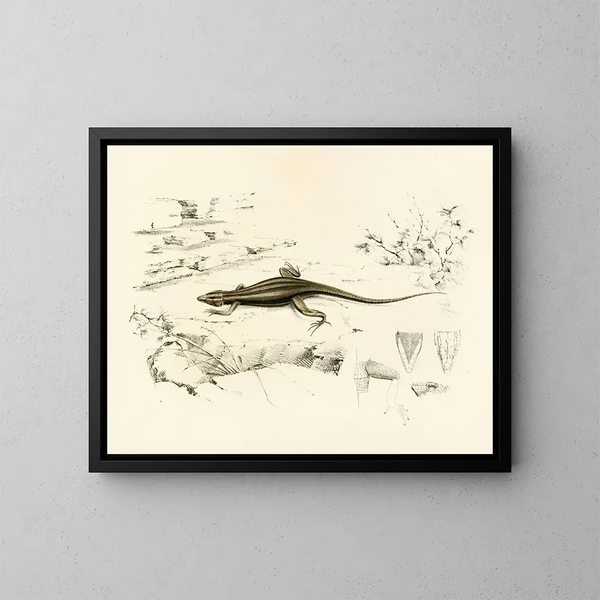 Platysaurus capensis - Sir Andrew Smith — gerahmtes Bild an der Wand