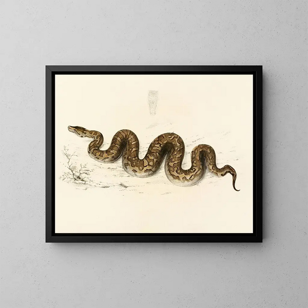 Python natalensis - Sir Andrew Smith — gerahmtes Bild an der Wand
