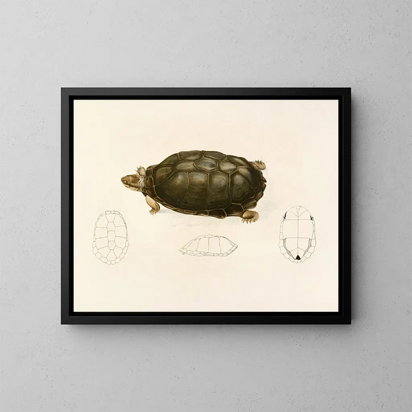 Sternotherus sinuatum - Sir Andrew Smith — gerahmtes Bild an der Wand