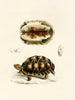 Tortue Verroxii - Sir Andrew Smith — Ansicht des Kunstwerks