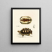 Tortue Verroxii - Sir Andrew Smith — gerahmtes Bild an der Wand