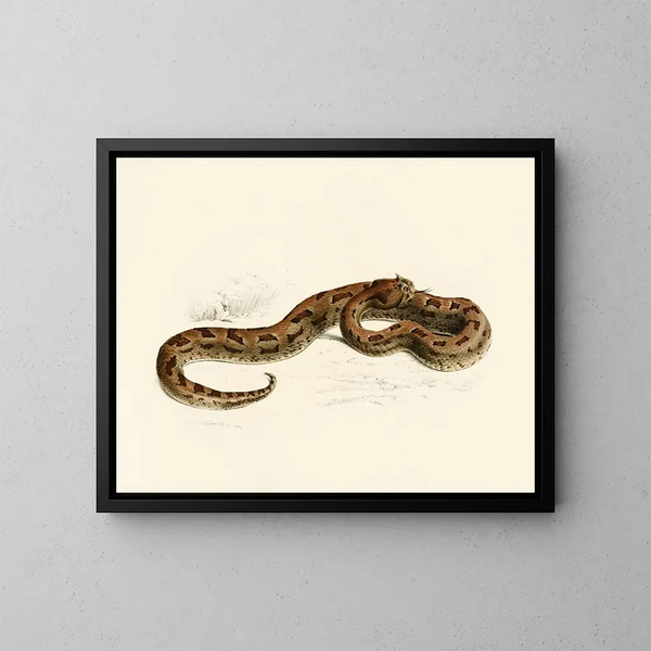 Vipère lophophrys - Sir Andrew Smith — gerahmtes Bild an der Wand