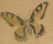 Schmetterling Papilio machaon - Stanisław Wyspiański — Ansicht des Kunstwerks