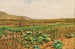 Ein Feld mit Gemüse mit einem Hasen und einem Jäger im Hintergrund - Stefan Simony — Ansicht des Kunstwerks
