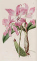 Laelia d'automne - Sydenham Edwards — Ansicht des Kunstwerks